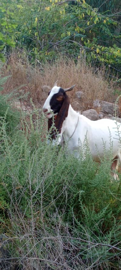 pure Kamoori bakri with 4 months old female