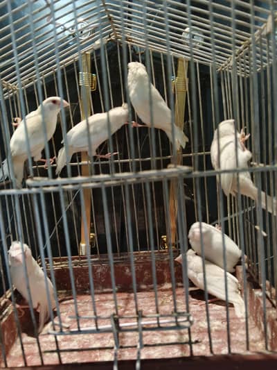 red eyes bengallise , fawn java with albino java breeder with eggs .