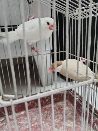 blue gouldian silver white gouldian , opal java chicks .