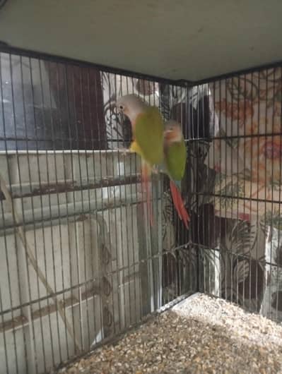 pineapple conure pair onsale!!