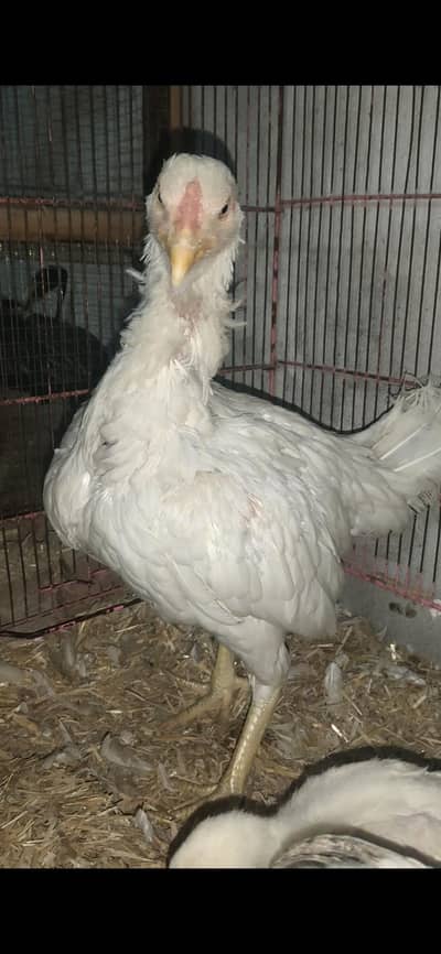 female for sale 03.14,46*429*24