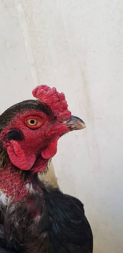 mushka mianwali murgha