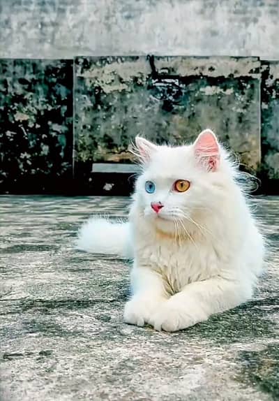 Persian female heat cat for sale 15 months age 03094100772