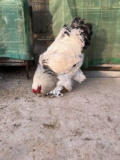 Light Columbian Brahma Male Aseel Females
