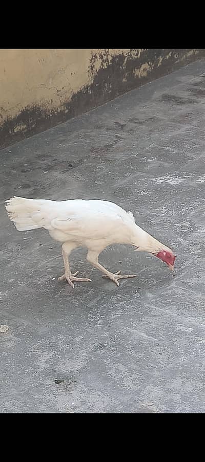 Heera Aseel Hen For sell, Breeder Hen