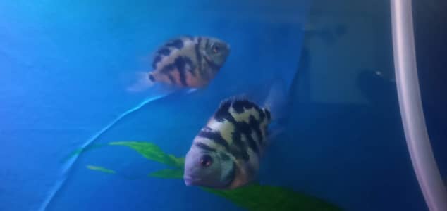 Polar blue fish healthy active han 800 ka 1 pcs