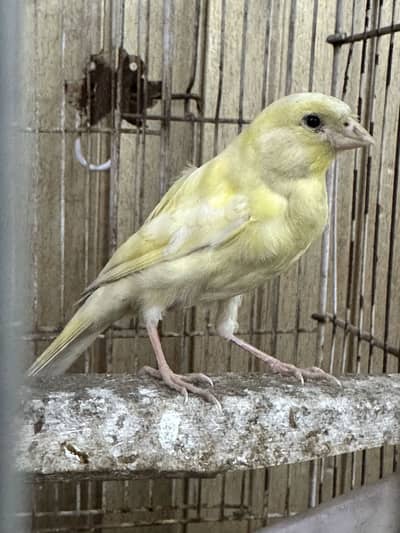 Canary birds 03114270771