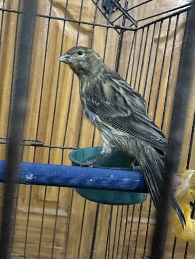 Canary birds 03114270771