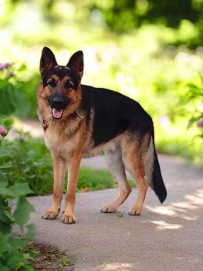 German Shepherd Puppy for Sale