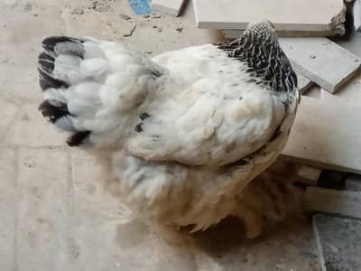 light coleben barhama