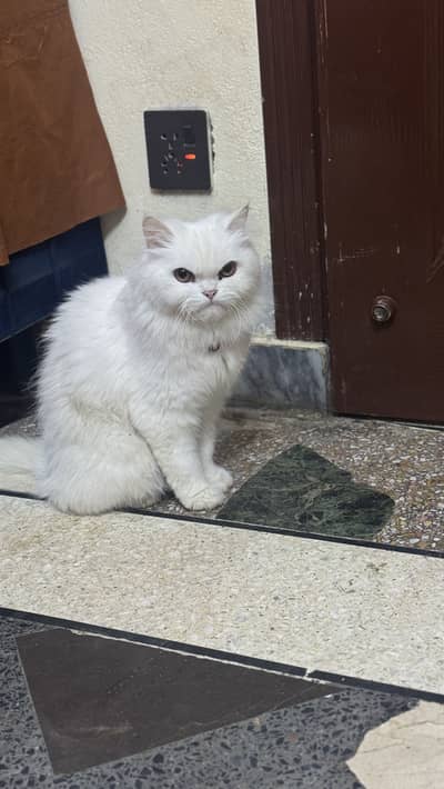 Jis ne leni hu tu rabta karu buht ache cat hai time na khrb kru