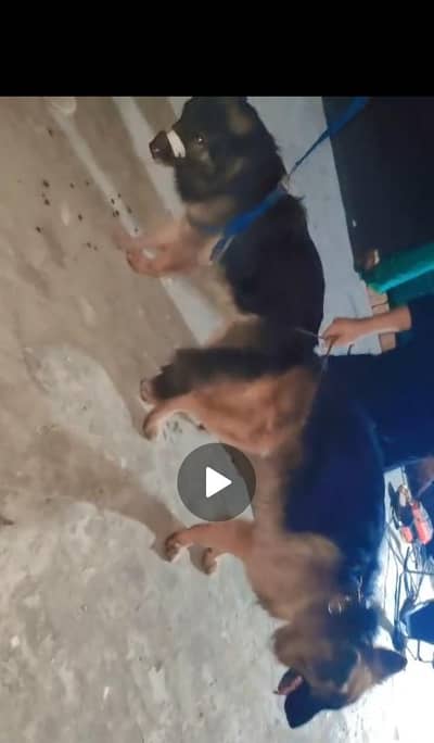 GSD Puppies Long Coated Healthy