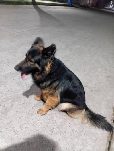 GSD Puppies Long Coated Healthy