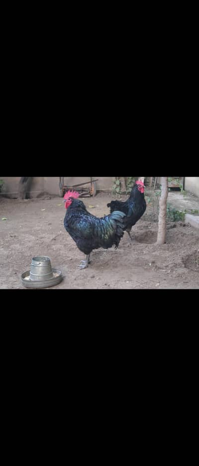 Giant Australorp