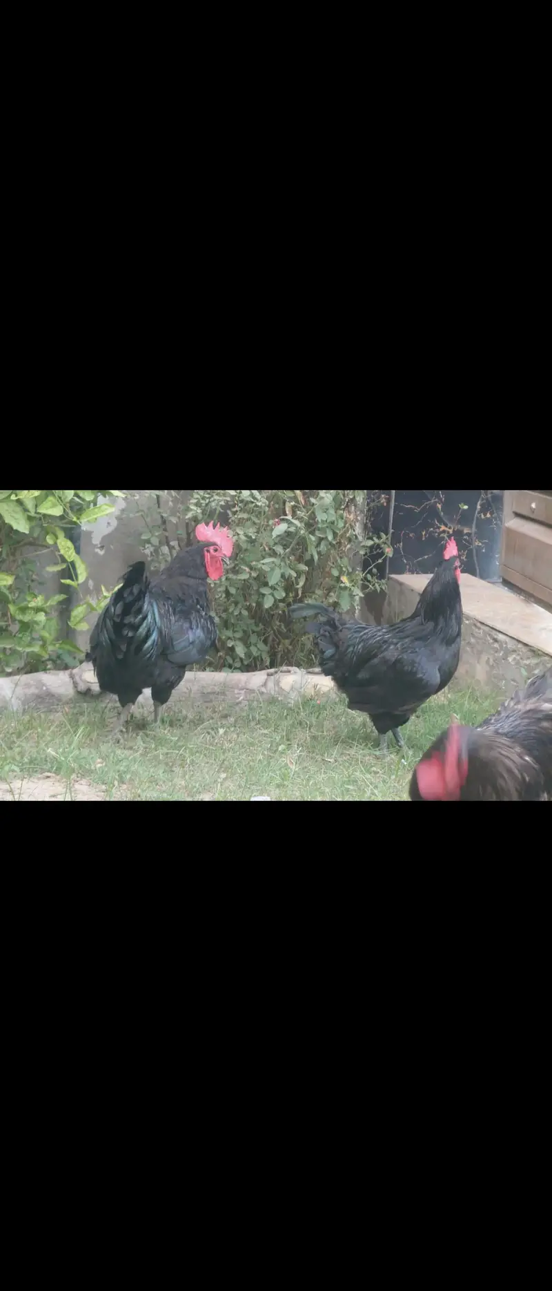 Giant Australorp heritage  one and only in pakistan — photo 5