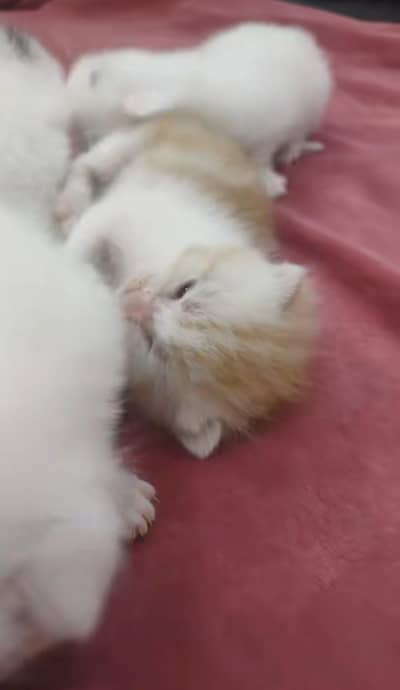 kittens for sale