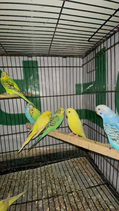 Australian adult pairs