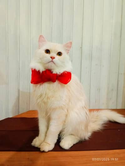 Male cat (Rofous)1.5 years