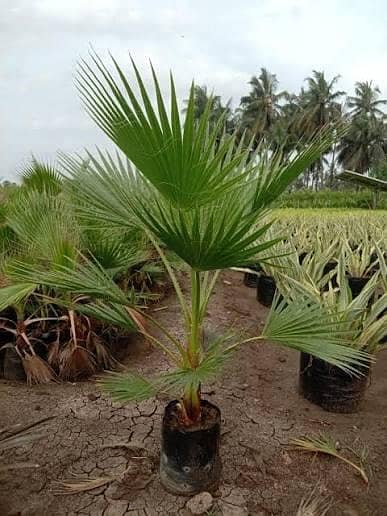 tabel palm plants