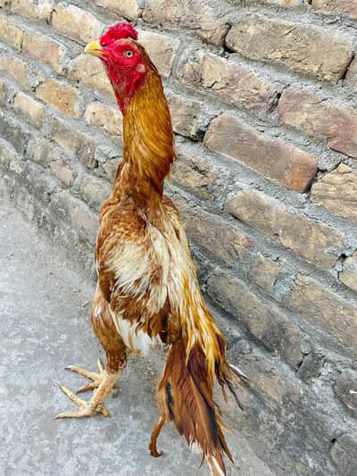 Peela Santol Aseel bird