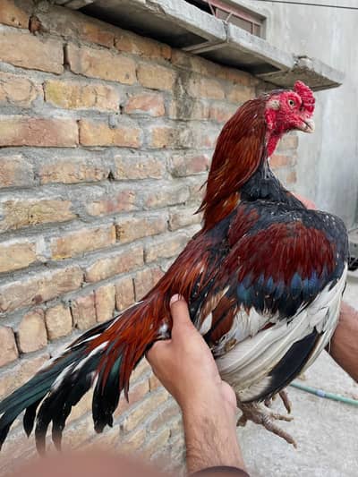 kalish blood amorha bird