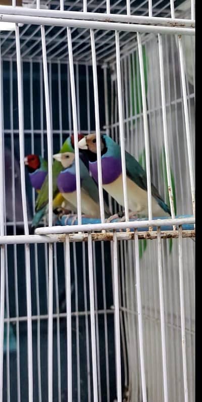 Blue Gouldian spanish finch