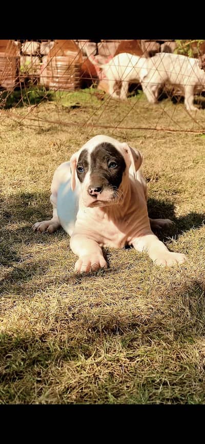 pakistani Bulldogs gultair cross high quality puppies