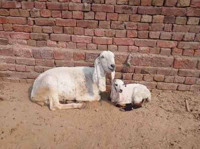 beetal goat with male kid