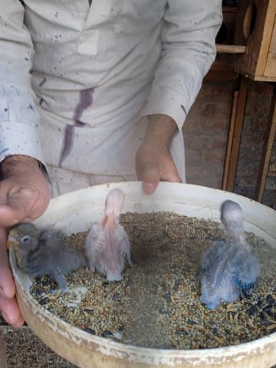 breeder pair for sale