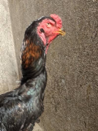 Jarman Shamo and Barmi Thai  Pakistani