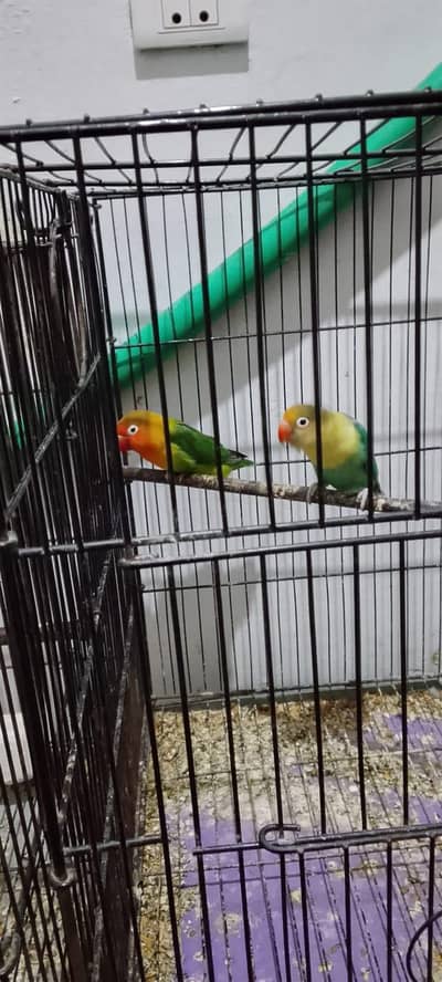 lovebird breeder pairs 0321/7586/841