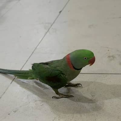 raw parrot the for sale