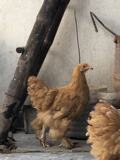 Quality Golden Buff Breed