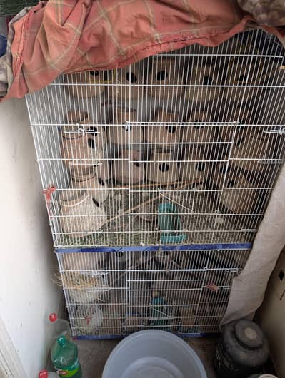 Double story cage for sale