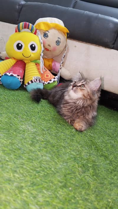 triple coated kitten dewormed kitten