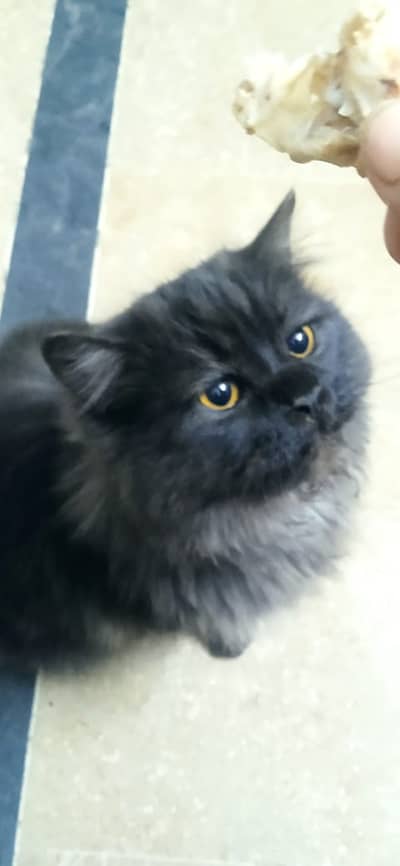 Persian Cat Male & Female both
