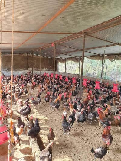 desi hens | egg laying desi murgi