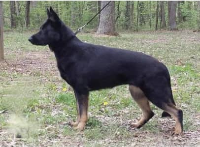 Working Line DDR Bi colour Germen shepherd female