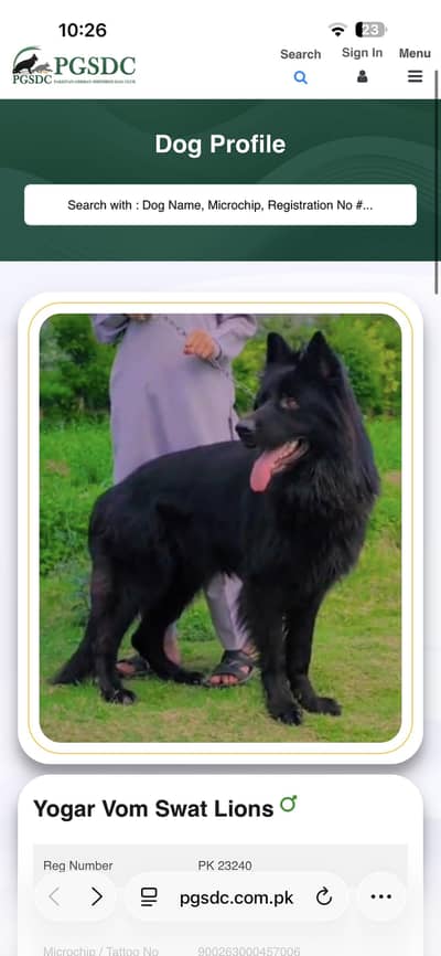 Black german shepherd male