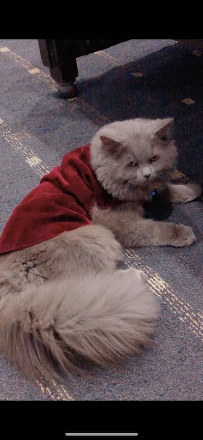 Male Russian cat grey color