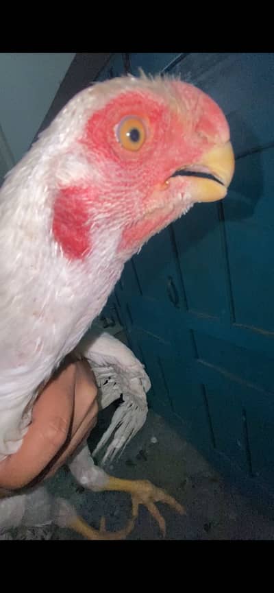 indian parrot beak parotbeak