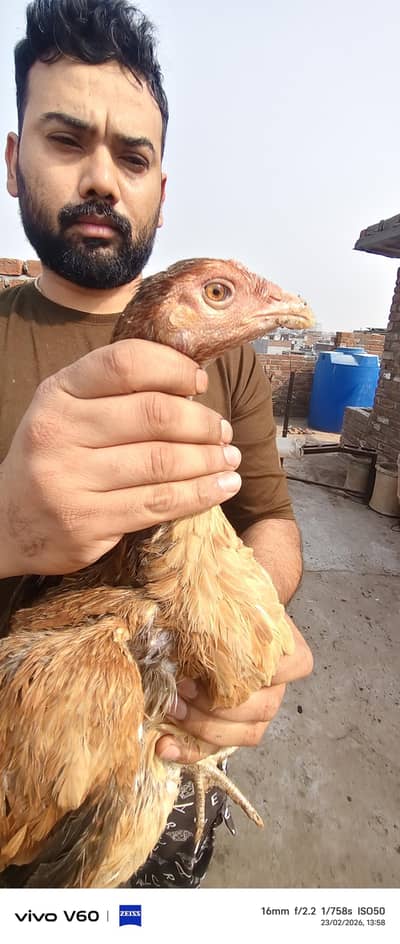 Aseel poky panis burmi