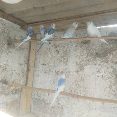 Lovebirds,Bhjes avaliable