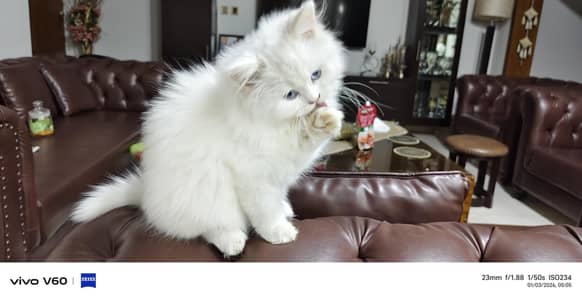 pure tripplle coated  fur machine