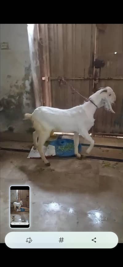 Bakra Healthy and Active Ma Sha Allah for Qurbani