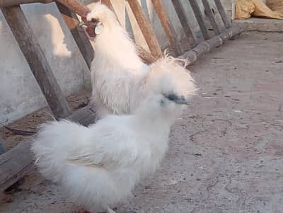 Silkie Pair male+female