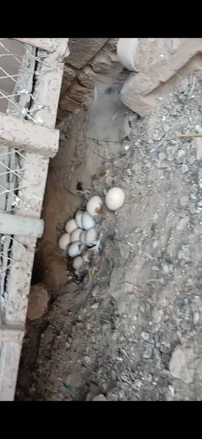 ducks pair and ducks fertile eggs