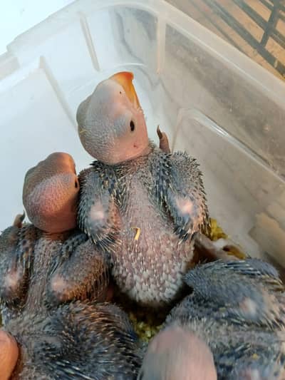 Raw parrot baby/ raw parrot  / raw toty k Bache / blne wale toty