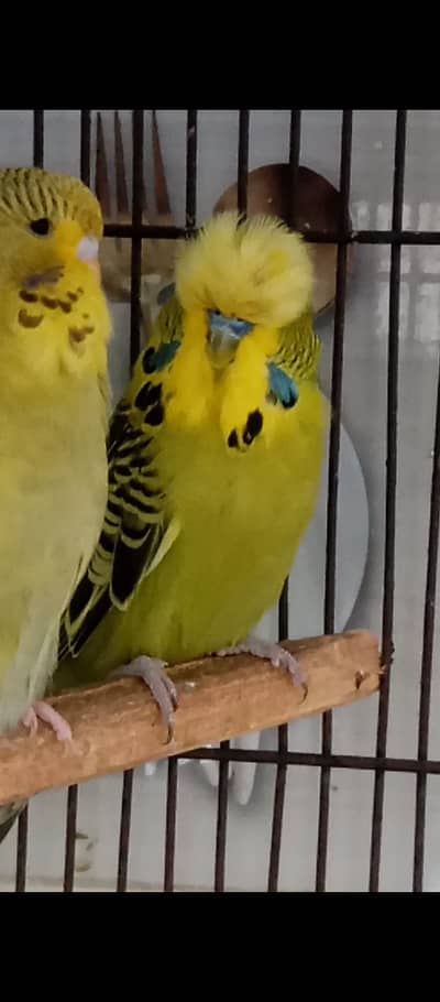 Exhibition top class pieces for sale