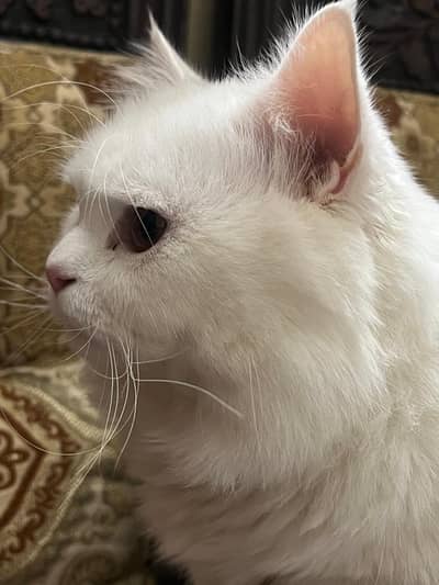 healthy and playful cat ROCKY for sale